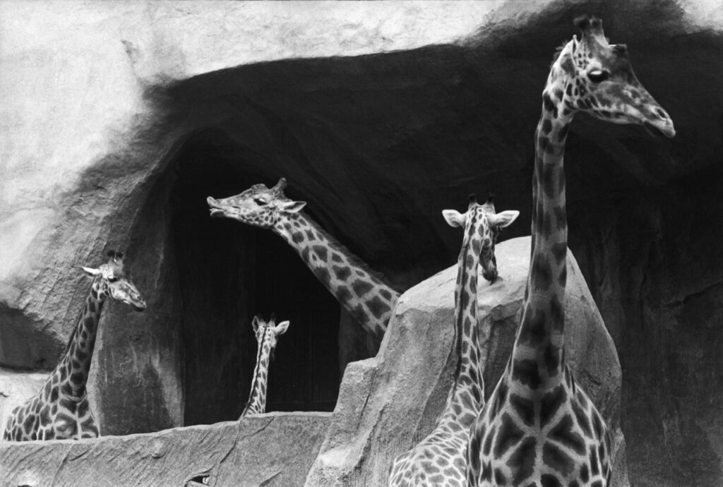 Le Bouquet des Girafes. Zoo de Vincennes, Paris, France. 1979 Tout en elles suggère l’élégance : leurs longs cous oscillant, leur démarche chaloupée et pourtant majestueuse de grandes dames éthérées, leurs beaux yeux bruns enchâssés de longs cils qu’on dirait passés au Rimmel. J’avais remarqué le ballet qu’elles formaient autour des rochers de Vincennes (en fait elles passaient leurs journées à les lécher, car, et c’est mon hypothèse, le béton de mauvaise qualité des rochers devait contenir du sel dont elles raffolent). J’ai saisi le moment où leurs cous se sont disposés en une manière de bouquet. Et je me dois de reprendre le texte que Nancy a écrit pour ces girafes. « Fleurs rares et mouchetées montées sur longues tiges, composition florale mouvante. » Ces girafes ont été parmi les premiers animaux d’un bestiaire féerique destiné aux enfants. Dès que j’ai eu terminé de prendre les photos (dans de nombreux zoos partout dans le monde), Nancy a écrit pour chaque animal des textes qui furent ensuite calligraphiés par une artiste américaine exceptionnelle, Diana Stetson (la cousine de Nancy). Nous avons ainsi créé une exposition à partir des photos et des calligraphies, exposition qui a eu un certain succès à Paris et en province. Nous devions aussi publier un livre de ces « Animaux Magiques » avec un éditeur qui malheureusement, après nous avoir demandé de refaire la couverture, s’est désisté pour cause de faillite.Texte et photographie François Le Diascorn