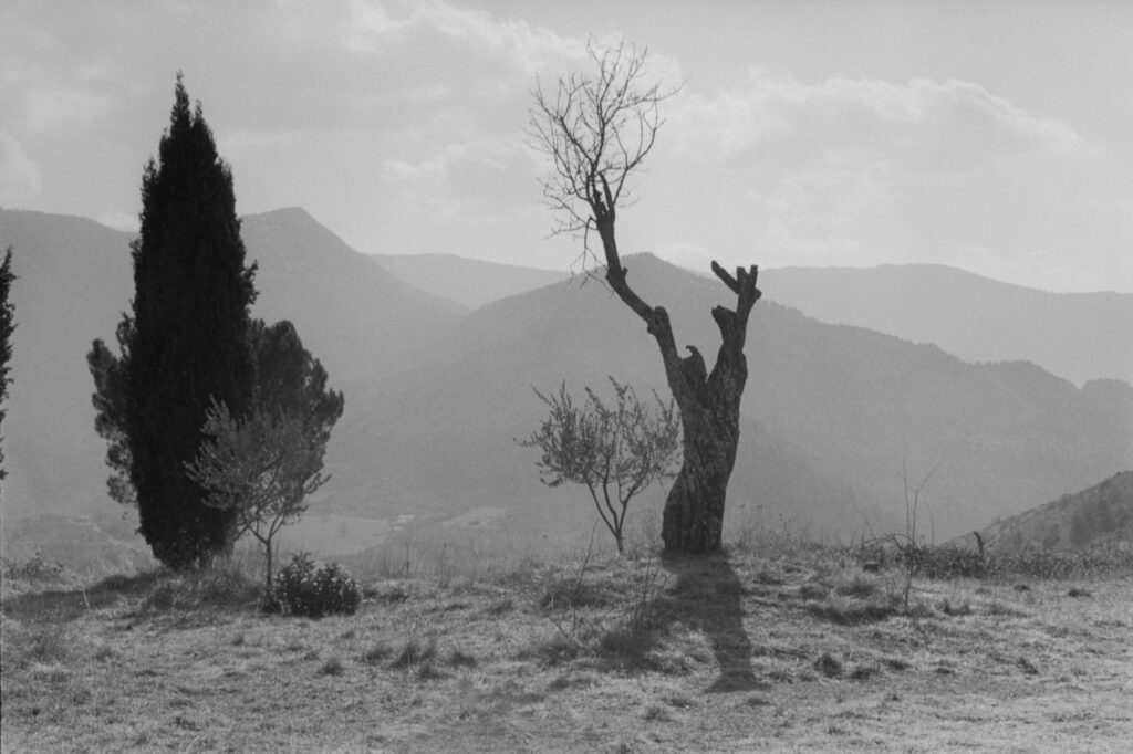 L’Amandier de Saint-May. Drôme, France. 2009 Les moines avaient du flair pour installer leurs abbayes dans des endroits où la vue est superbe. En créant ces petits paradis sur terre, sans doute voulaient-ils nous allécher, nous présenter une anticipation de ce qui nous attendait dans l’au-delà, à condition toutefois de bien nous comporter sur cette terre. Un endroit que j’affectionne tout particulièrement est une abbaye abandonnée pas loin de chez moi, l’abbaye de Bodon sur le plateau de Saint-May. Entourée de champs de lavande odoriférants, survolée par les vautours fauves, l’abbaye recueille tout le silence des collines des Baronnies qui l’entourent. En photographiant le paysage que l’on voit depuis l’abbaye, j’avais été motivé par la beauté du lieu et par le fait qu’y étaient présents les quatre arbres emblématiques du Sud : un amandier, un petit olivier, un cyprès et un pin parasol. L’essence des essences du monde méditerranéen. Un paysage simple, serein, dénué de toute inquiétude. Il a suffit d’un rayon de soleil qui a silhouetté l’amandier pour qu’il se détache, qu’il tende ses bras vers le ciel, telle une créature mouvante, hurlante et fantasmagorique. .Texte et photographie François Le Diascorn ) L’Amandier de Saint-May. Drôme, France. 2009 Les moines avaient du flair pour installer leurs abbayes dans des endroits où la vue est superbe. En créant ces petits paradis sur terre, sans doute voulaient-ils nous allécher, nous présenter une anticipation de ce qui nous attendait dans l’au-delà, à condition toutefois de bien nous comporter sur cette terre. Un endroit que j’affectionne tout particulièrement est une abbaye abandonnée pas loin de chez moi, l’abbaye de Bodon sur le plateau de Saint-May. Entourée de champs de lavande odoriférants, survolée par les vautours fauves, l’abbaye recueille tout le silence des collines des Baronnies qui l’entourent. En photographiant le paysage que l’on voit depuis l’abbaye, j’avais été motivé par la beauté du lieu et par le fait qu’y étaient présents les quatre arbres emblématiques du Sud : un amandier, un petit olivier, un cyprès et un pin parasol. L’essence des essences du monde méditerranéen. Un paysage simple, serein, dénué de toute inquiétude. Il a suffit d’un rayon de soleil qui a silhouetté l’amandier pour qu’il se détache, qu’il tende ses bras vers le ciel, telle une créature mouvante, hurlante et fantasmagorique. .Texte et photographie François Le Diascorn