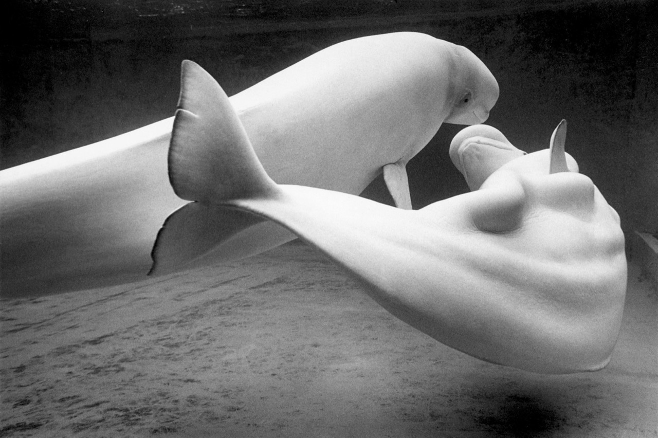 Les Baleines Blanches. Coney Island, New York, USA. 1984 Ces bélugas, mâle et femelle, étaient enfermés dans un bassin assez exigu de l’Aquarium de Coney Island, à New York. J’y ai passé des journées entières, fasciné, observant leur incessant ballet, deux funambules, ou deux trapézistes, des as de la voltige. Je les ai photographiés longuement et j’ai fini par saisir cette image d’eux. Puis un jour les baleines n’étaient plus là. Elles avaient été transférées à Baltimore, dans une cuve plus grande, plus confortable pour eux. Aujourd’hui les cétacés ont été bannis des aquariums et des parcs aquatiques de la plupart des pays du monde. Et c’est tant mieux. Même s’ils constituaient un spectacle dont on ne se lassait pas, leur liberté n’a pas de prix.Texte et photographie François Le Diascorn