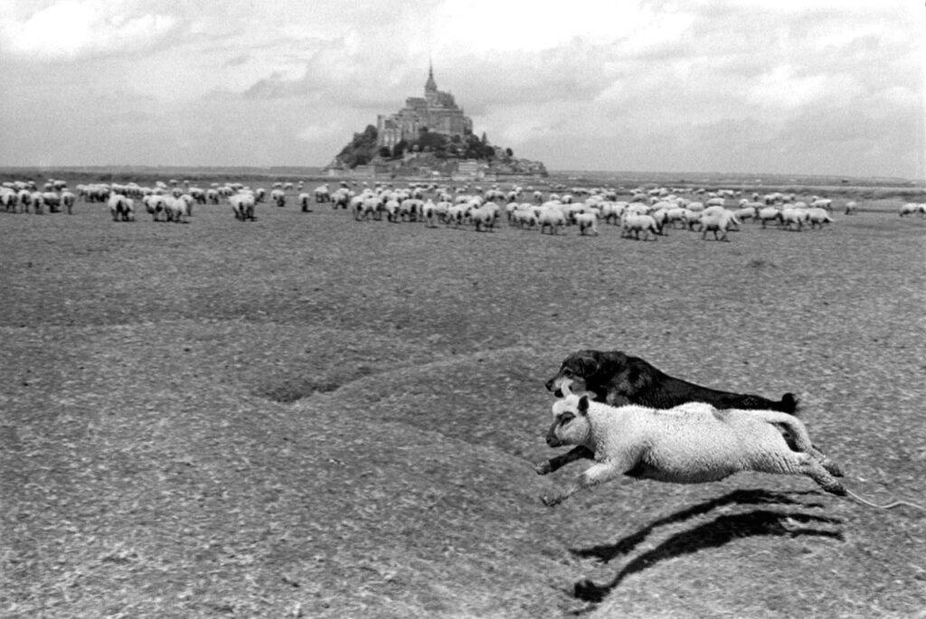 Le Mouton et Le Chien. Mont-Saint-Michel, France. 1985 - Même si l’on est tout le temps aux aguets (ce qui devient à la longue fatiguant et obsessionnel) il arrive à tout photographe de laisser échapper une photo. Mais il peut arriver aussi un coup de chance incroyable et inattendu. Ce fut bien le cas avec cette image. Je tournais autour du Mont-Saint-Michel dans les marais de pré-salé quand j’entends sur ma droite un aboiement. C’est un chien de berger qui poursuit une brebis. J’ai tout juste le temps de lever mon appareil et, sans viser, j’appuie au moment où les deux animaux sautent en l’air à l’unisson dans un entrechat digne d’un couple de danseurs acrobatiques. Et pour mon bonheur, cette photo inespérée fut publiée plus tard en double page dans Life, hélas, ma seule contribution à ce magazine de prestige.Texte et photographie François Le diascorn